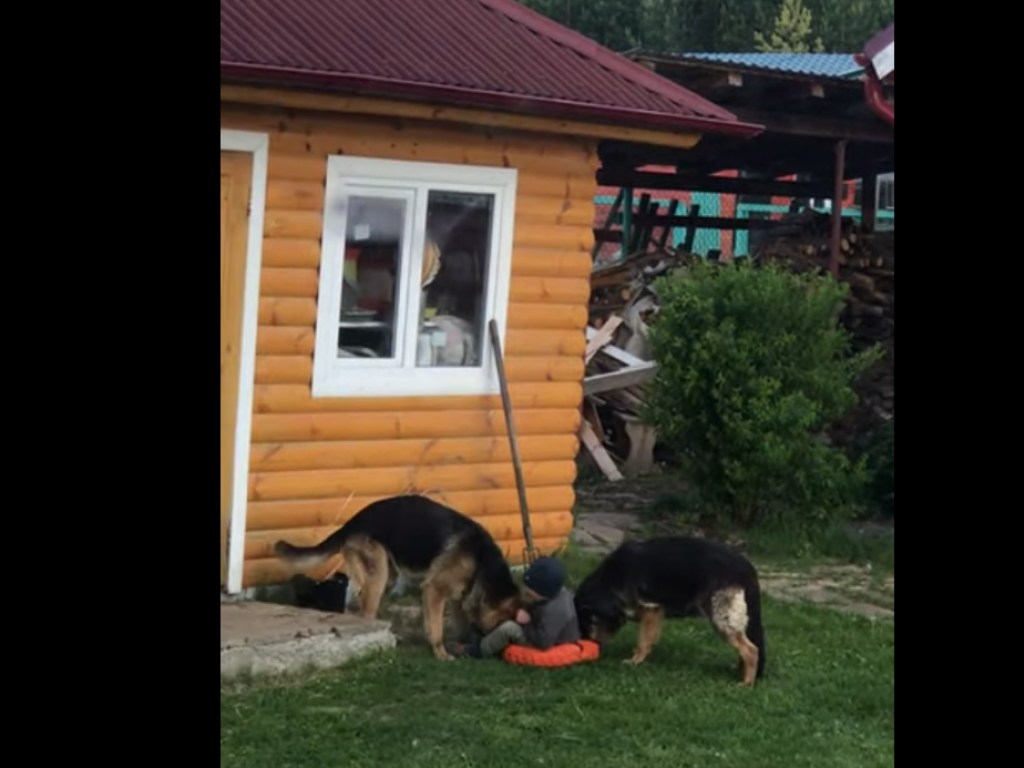 В России две огромные собаки пытались вытащить подушку из-под ребенка: мальчик заливался смехом (ВИДЕО)