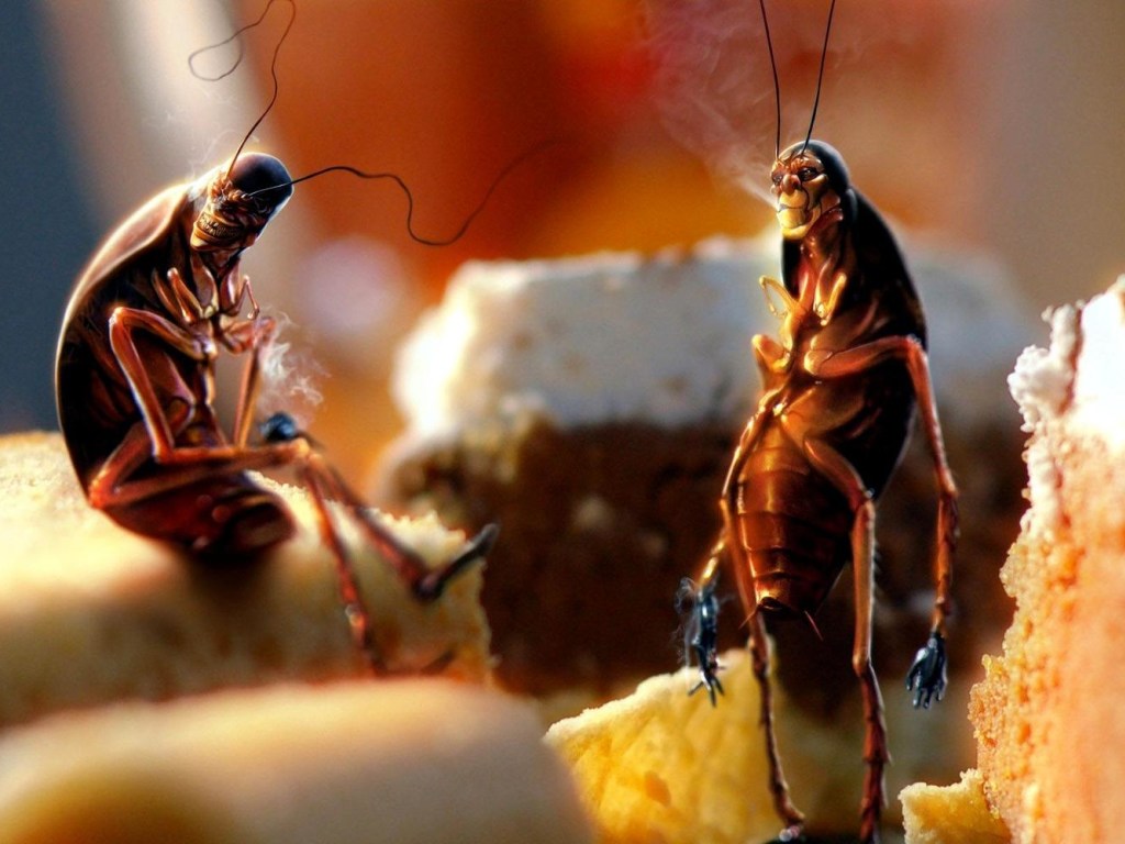 Полезно и питательно: Ученые нашли молоко у тараканов