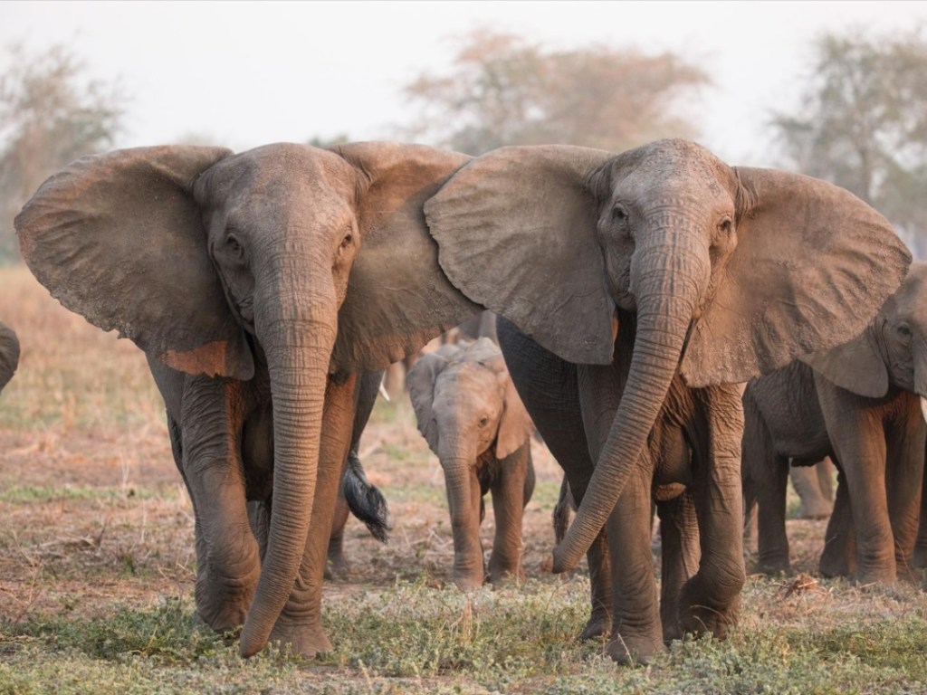 В ЮАР стадо слонов распугало львиный прайд, поедающий антилопу (ВИДЕО)