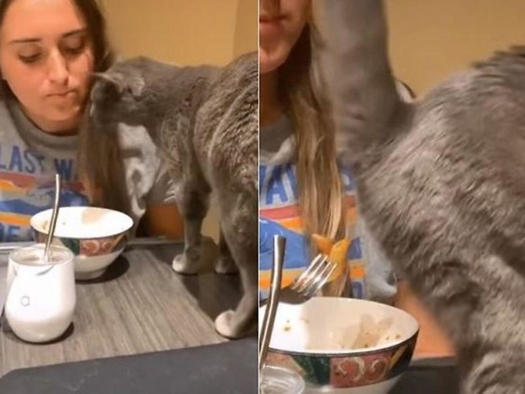 Наглая кошка выпрашивала еду, но не получила ее: Теперь ее хозяйка тоже не будет есть (ВИДЕО)