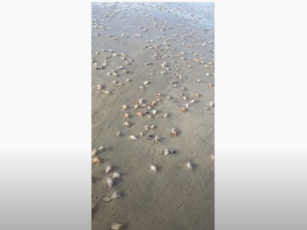 Тысячи ракушек внезапно появились из-под песка на пляже: уникальное видео