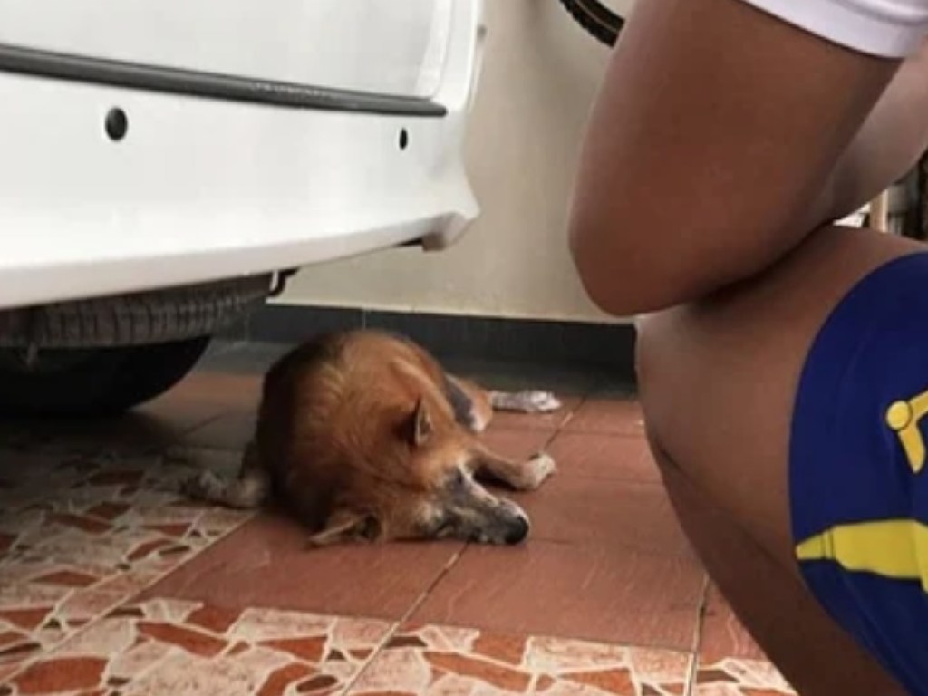 Битва со змеей: в Малайзии собака пожертвовала жизнью ради спасения хозяйки (ФОТО)