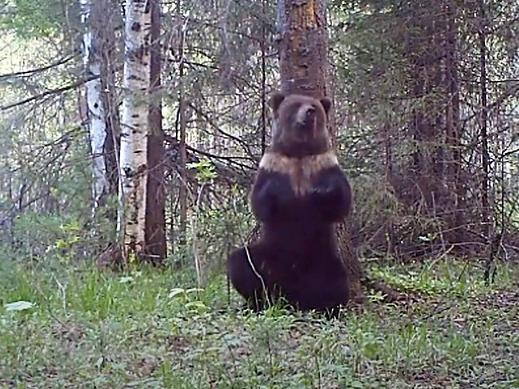 Забавное видео из Сети: уральский медведь пустился в «пляс» у дерева (ФОТО, ВИДЕО)