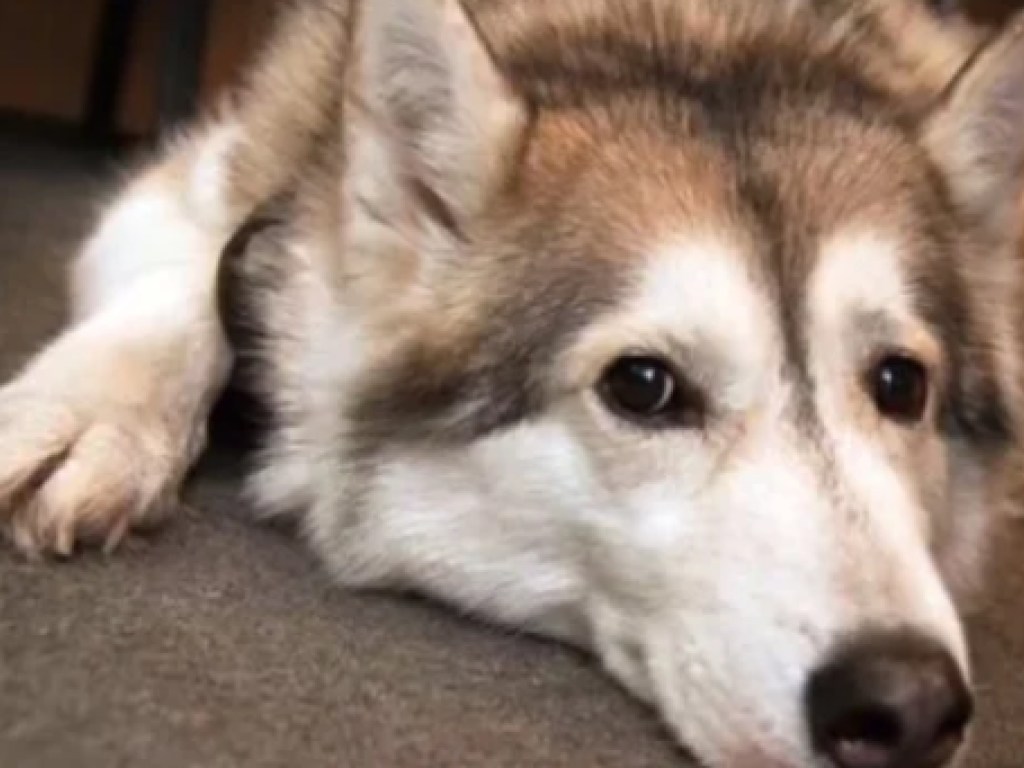 В Сети пёс перепел своего хозяина: опубликовано смешное видео