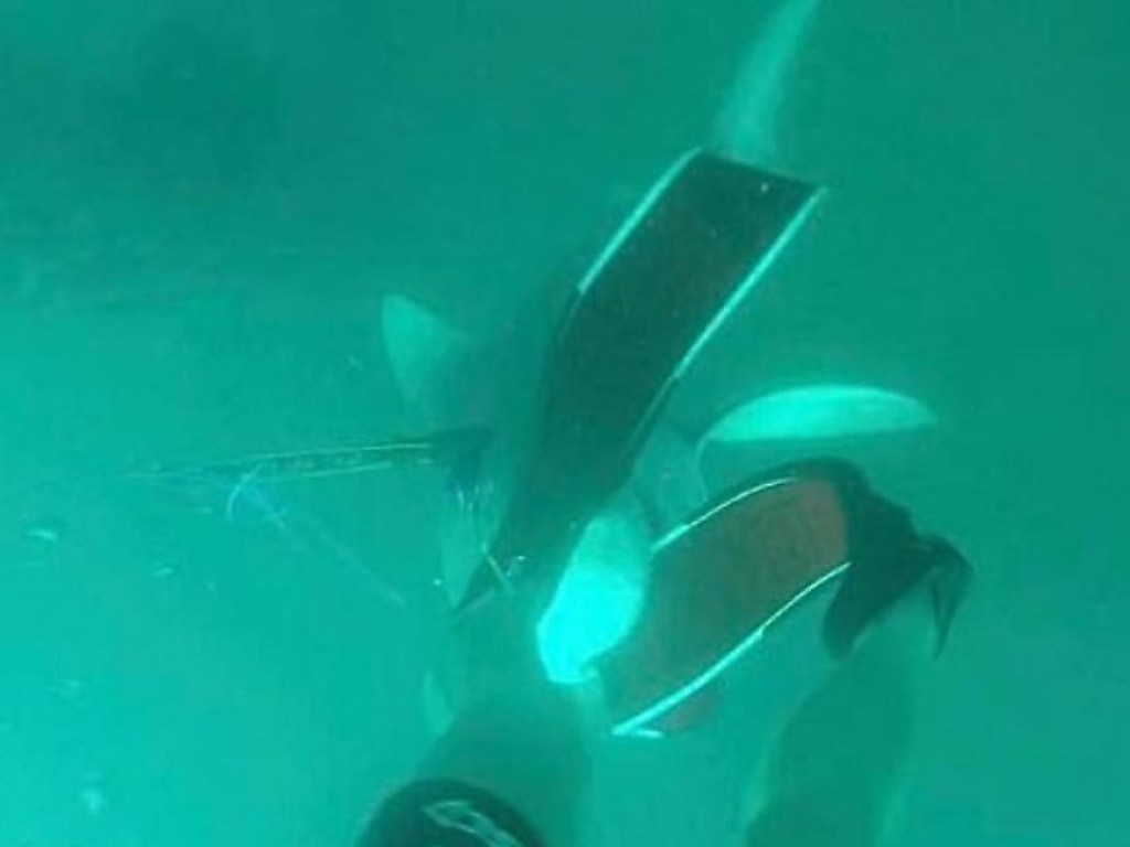 У побережья Австралии акула украла ласту подводного охотника (ФОТО, ВИДЕО)
