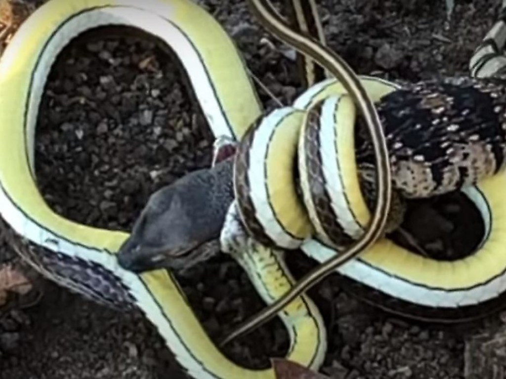 Змея расправилась с ящерицей на глазах у туристки (ФОТО, ВИДЕО)
