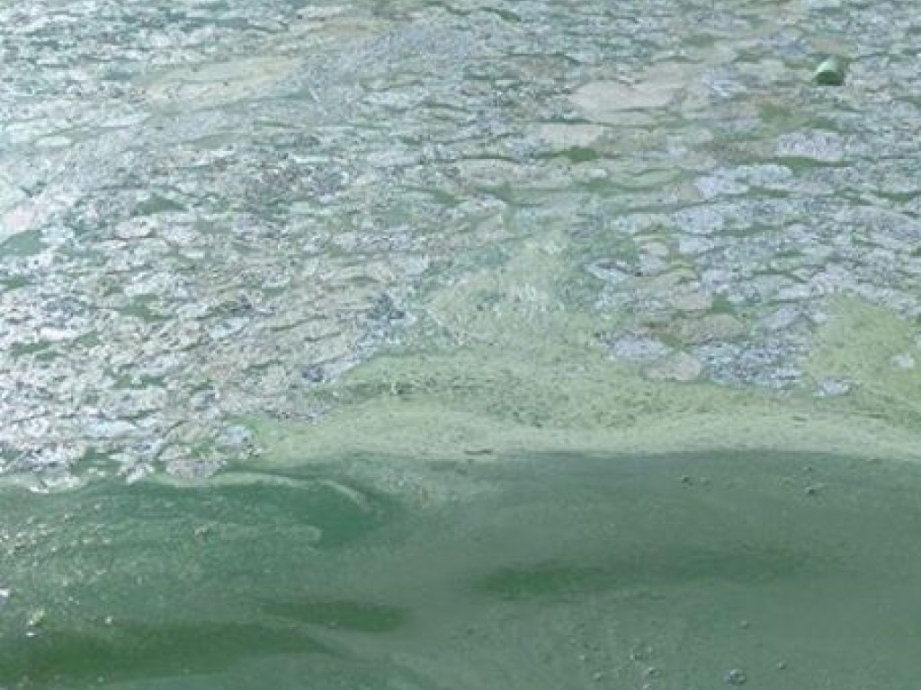 Река в Николаеве приобрела ядовитый зеленый цвет (ФОТО)