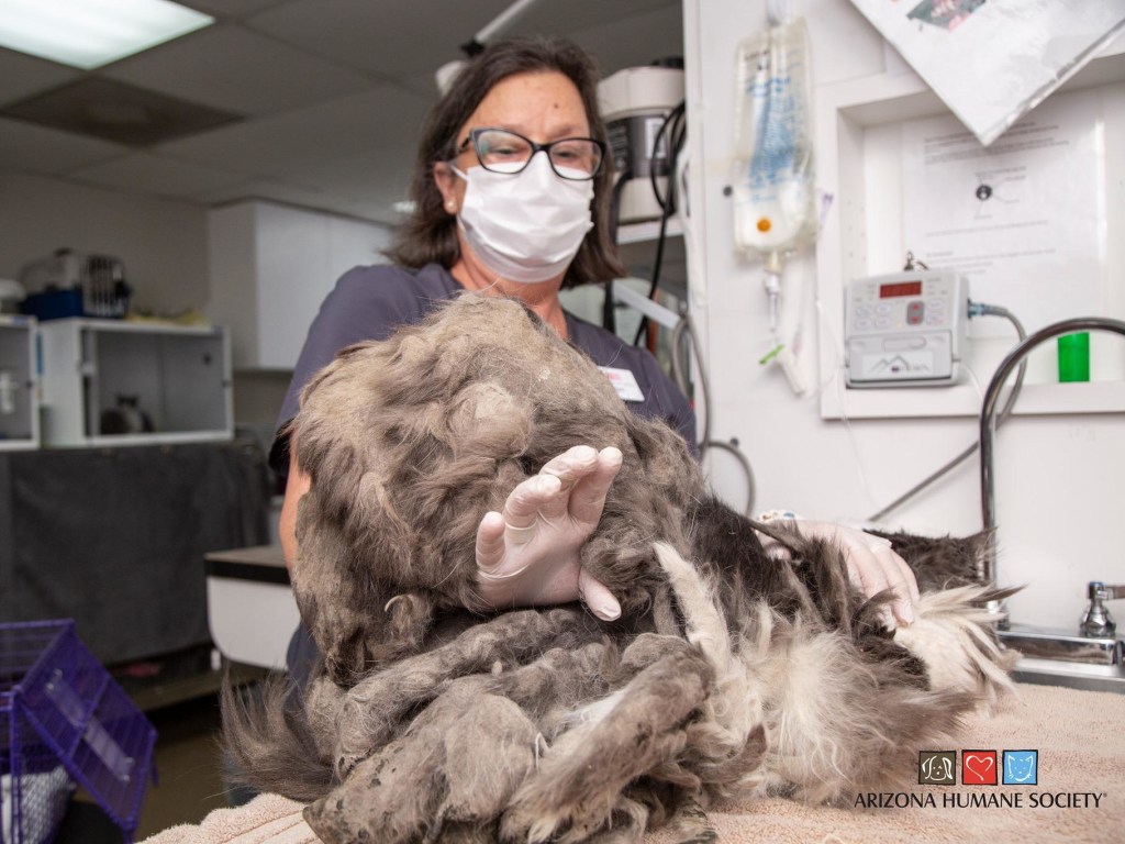 Её назвали Пушистик: зоозащитники состригли с бездомной кошки кило грязной шерсти и увидели красотку (ФОТО)