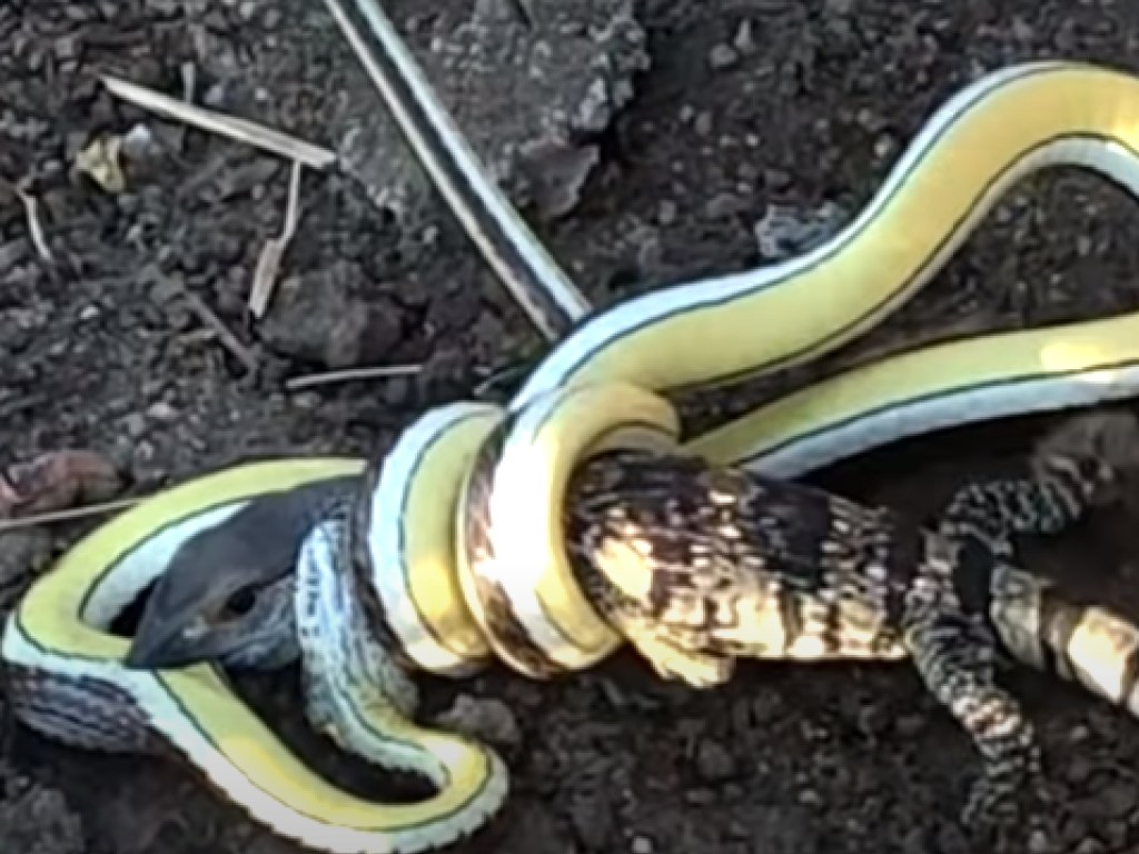 Смертельная схватка рептилий: битва ящерицы со змеей с неожиданным финалом (ВИДЕО)