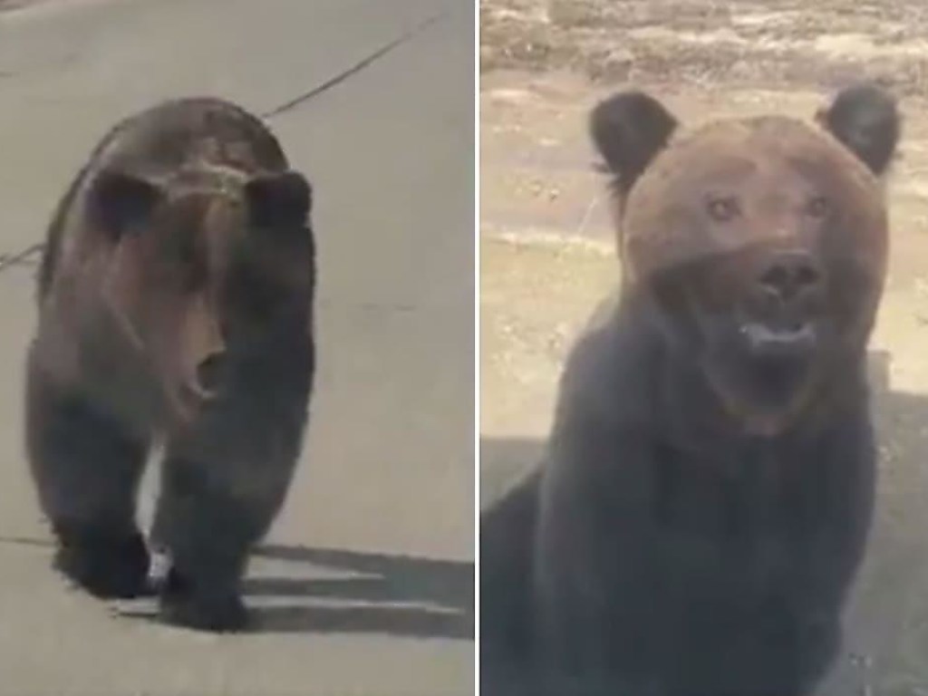 Медведь остановил автомобиль и напал на туристов (ФОТО, ВИДЕО)
