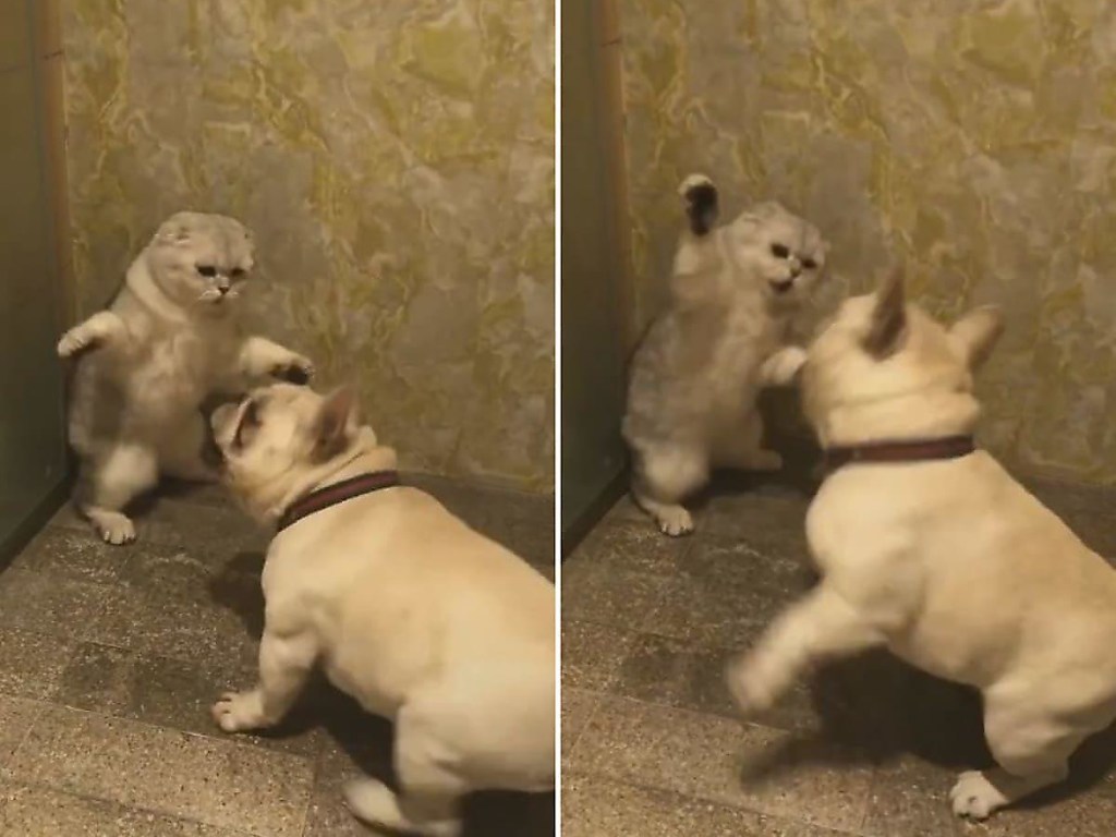 Владелец квартиры запечатлел разборки между котом и псом (ФОТО, ВИДЕО)