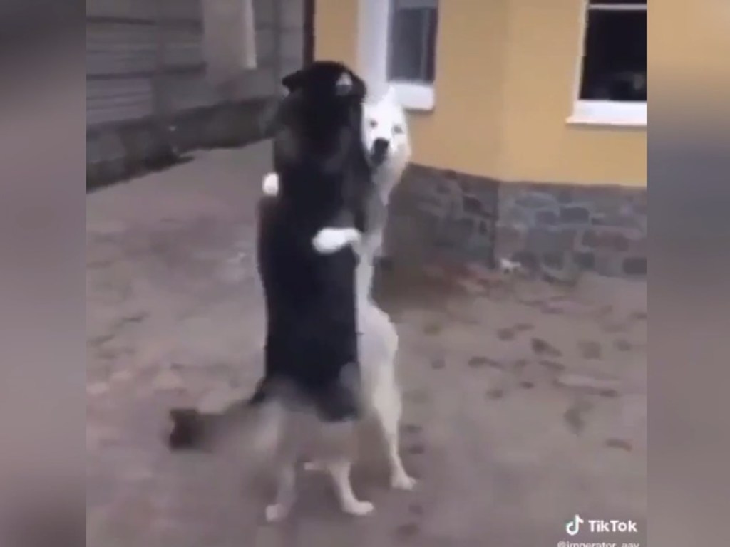 Два пса исполнили зажигательный танец (ФОТО, ВИДЕО)