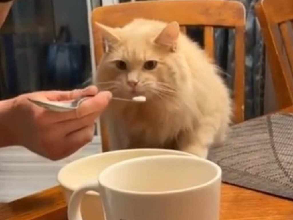 «Божественно»: кот попробовал мороженое и его реакция покорила Сеть (ФОТО)