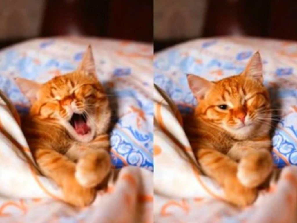 Эти мордочки надо видеть: Сонные коты насмешили Сеть (ФОТО)