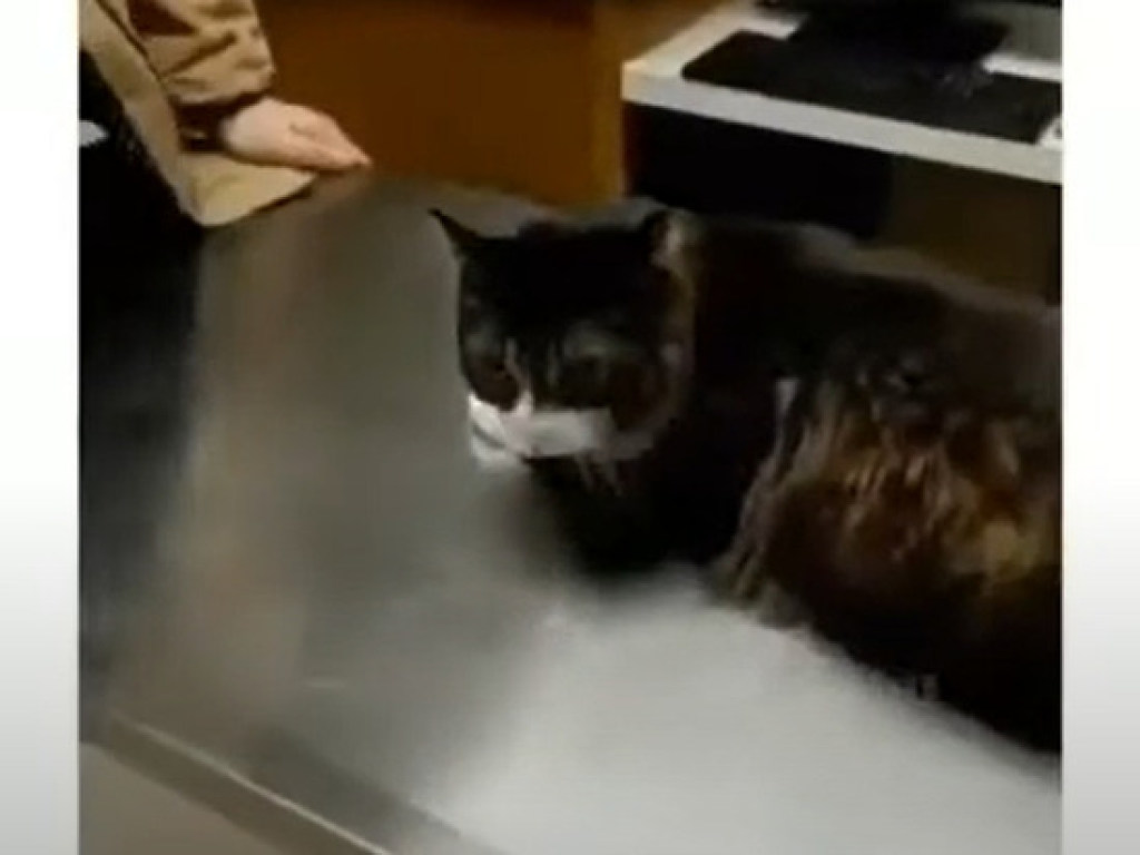 Ролик с «побегом» кота от ветеринара в куртку хозяина взорвал Интернет (ФОТО, ВИДЕО)