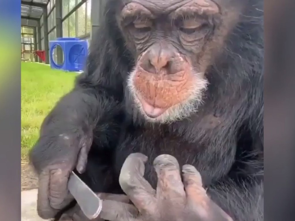 «Красота – страшная сила»: Сеть позабавила обезьяна с маникюрной пилочкой в руках (ФОТО, ВИДЕО)