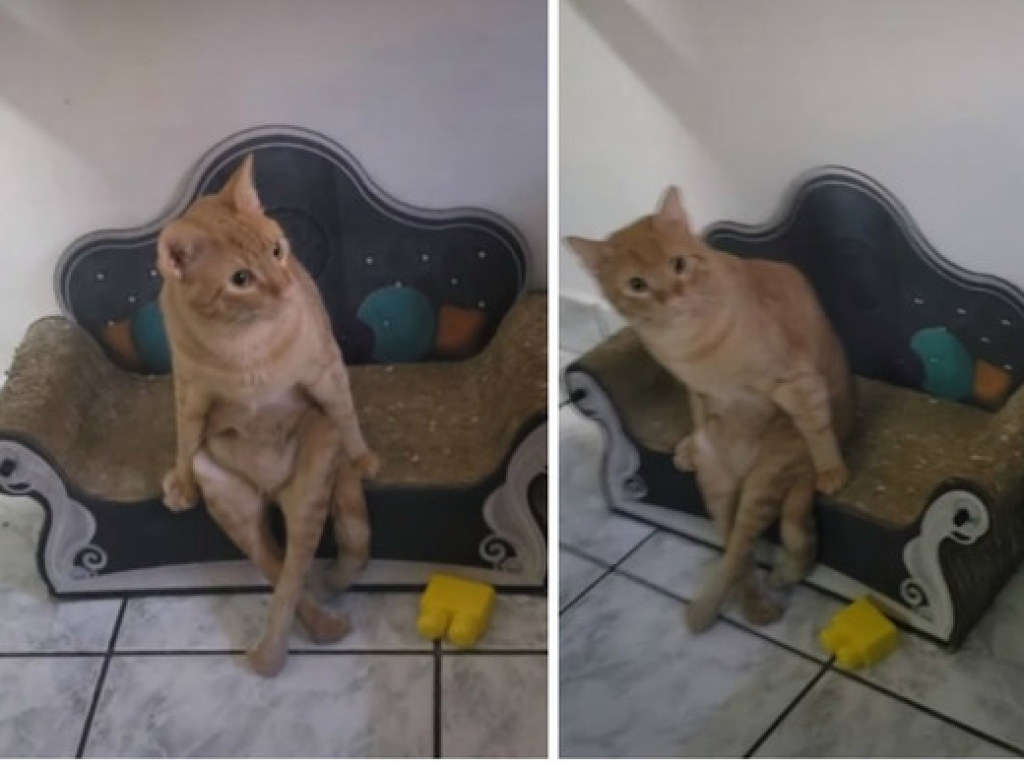 Чинно сидел на диване: Кот перенял привычки хозяина (ФОТО, ВИДЕО)