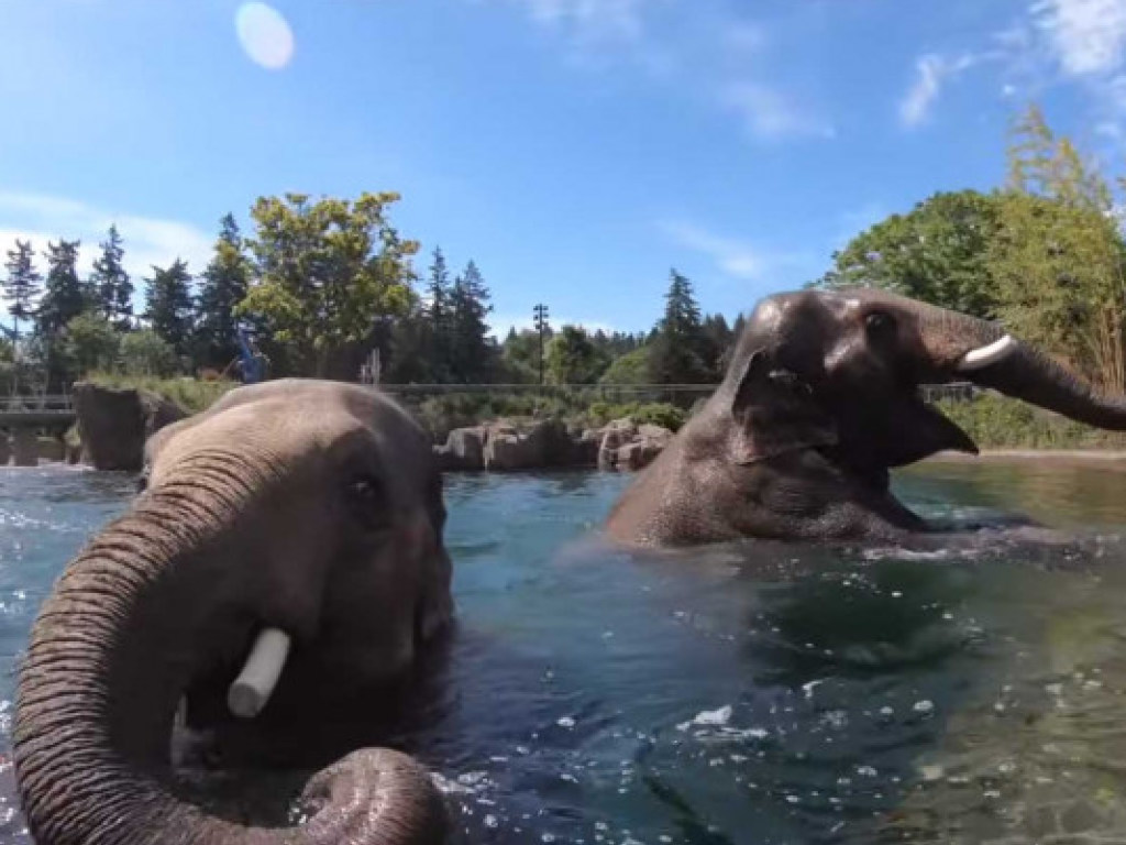 В американском зоопарке из-за жары азиатские слоны устроили безумные игрища на воде  (ФОТО, ВИДЕО)