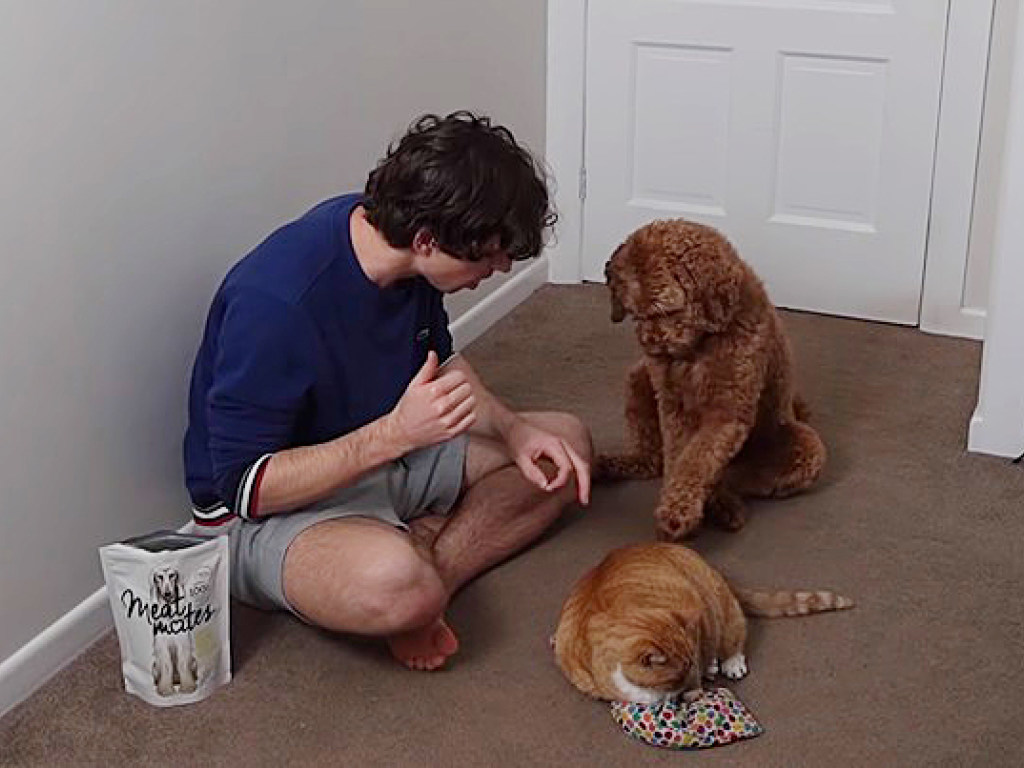Блогер научил собаку гладить лапой кота: Сеть в восторге от эксперимента (ВИДЕО)