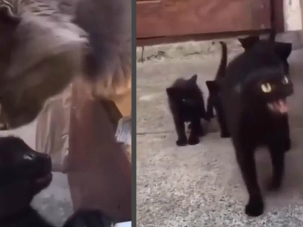Жестокая котоженщина: мама отлупила огромного кота за своего малыша (ФОТО, ВИДЕО)