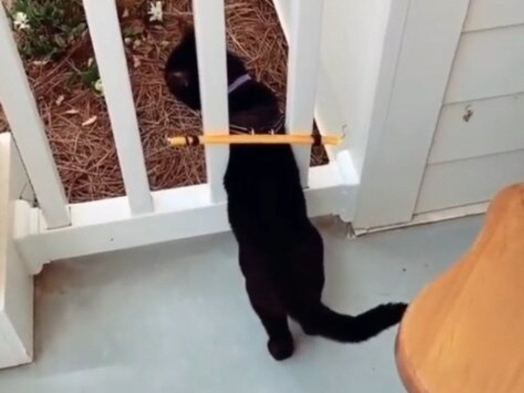Хитрый хозяин придумал для своего кота прибор, не позволяющий ему покинуть двор (ФОТО, ВИДЕО)