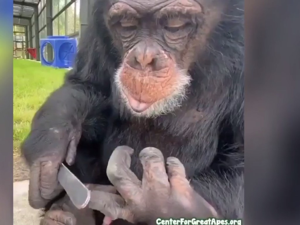 «Девочка решила привести себя в порядок»: обезьяна научилась делать себе маникюр (ФОТО, ВИДЕО)