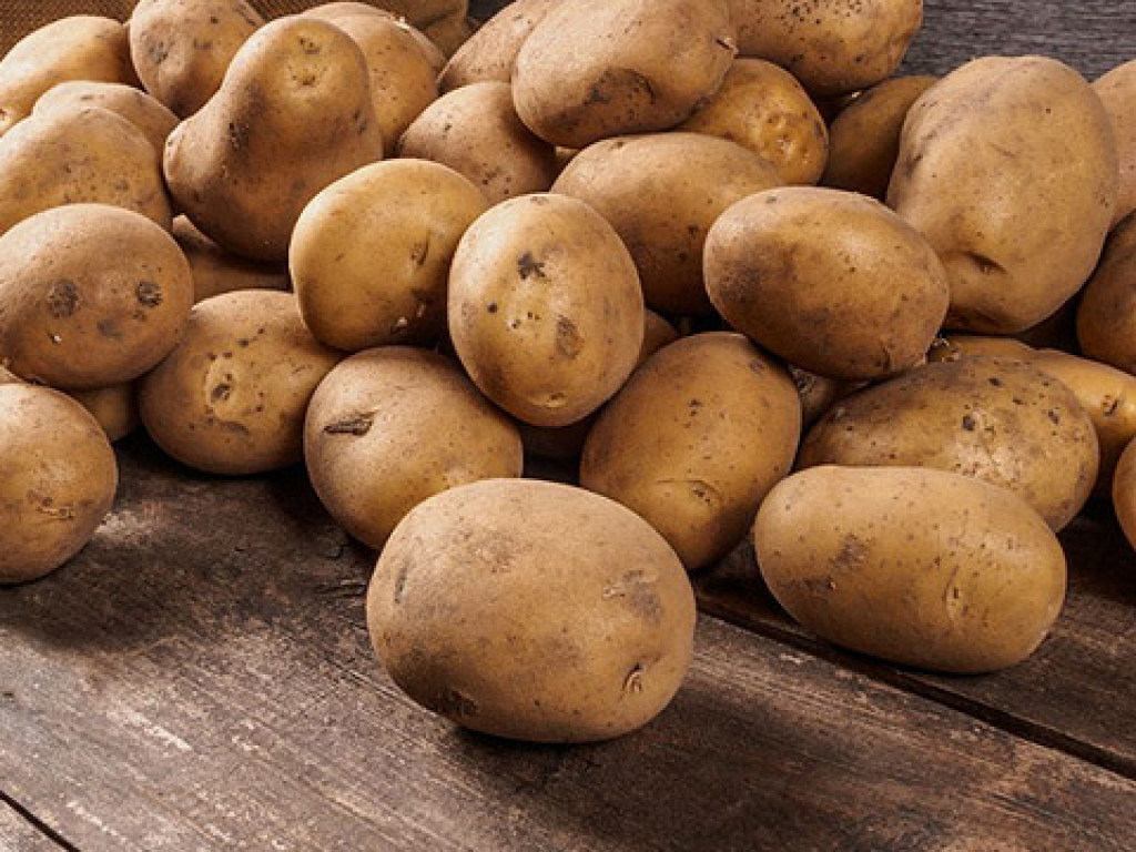 Через 10 лет выращивать картофель на территории Украины будет бессмысленно – эксперт