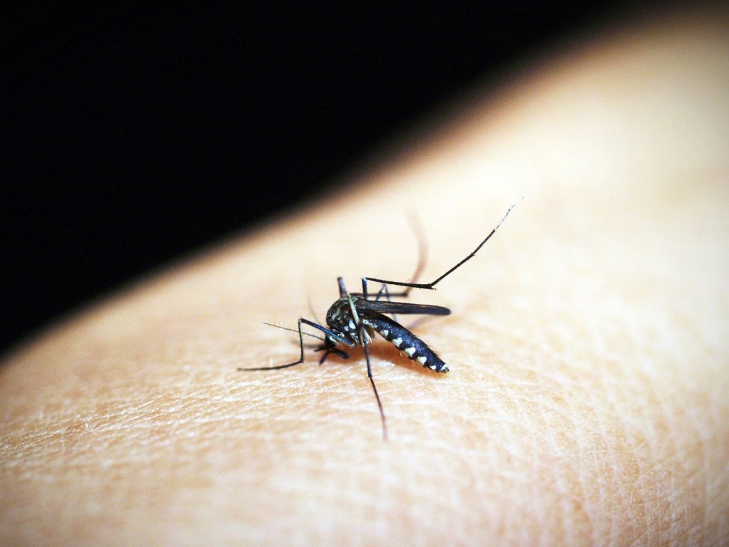 Полчища спаривающихся комаров атаковали дома в английской деревне