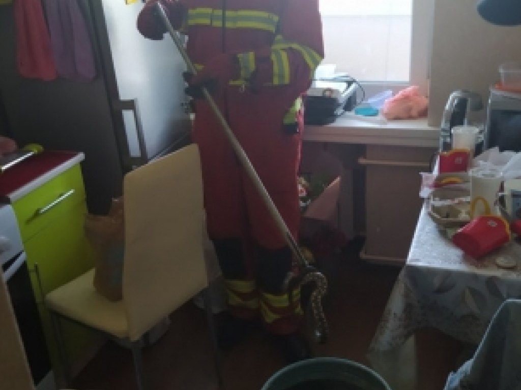 Нежданная гостья: жительнице Днепра в квартиру на 7 этаже приползла змея (ФОТО, ВИДЕО)