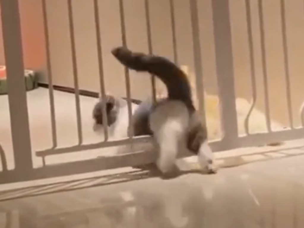 Кот растолстел во время карантина и пытался пролезть в щель (ФОТО)