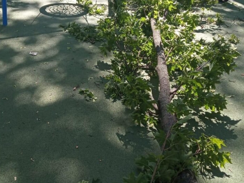 У ребенка травмирован позвоночник: В Харькове громадная ветка с дерева рухнула на маленькую девочку (ФОТО)