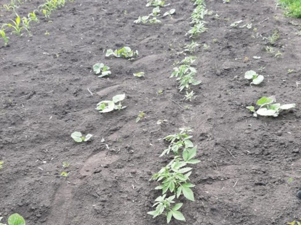 Житель Николаевщины выращивал 89 кустов конопли «для себя»
