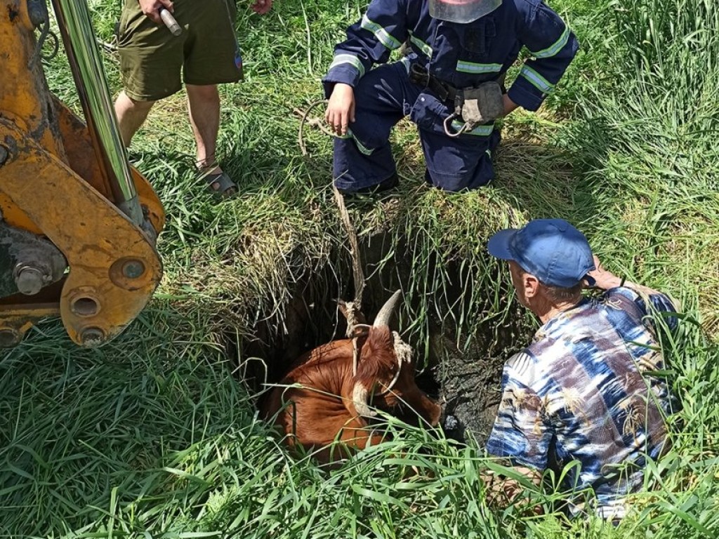 В Николаевской области спасатели достали упавшую в яму корову (ФОТО)