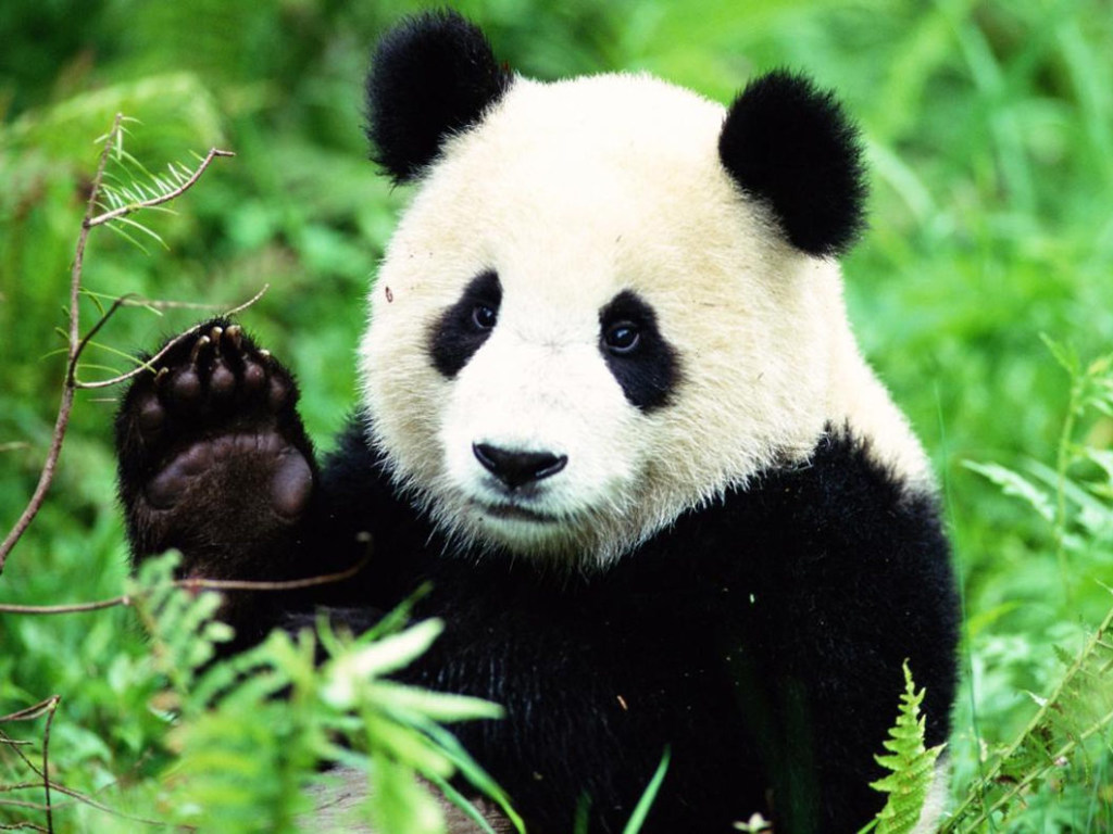 Пес или панда: Огромное животное на поводке удивило прохожих (ВИДЕО)