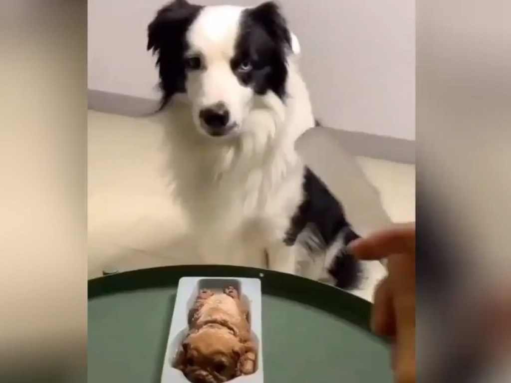 «Бедная собачка»: женщина ела десерт в виде щенка и напугала домашнего пса (ФОТО, ВИДЕО)