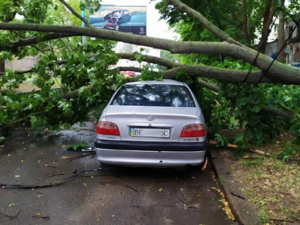 Огромная ветка рухнула на припаркованную Toyota в Николаеве