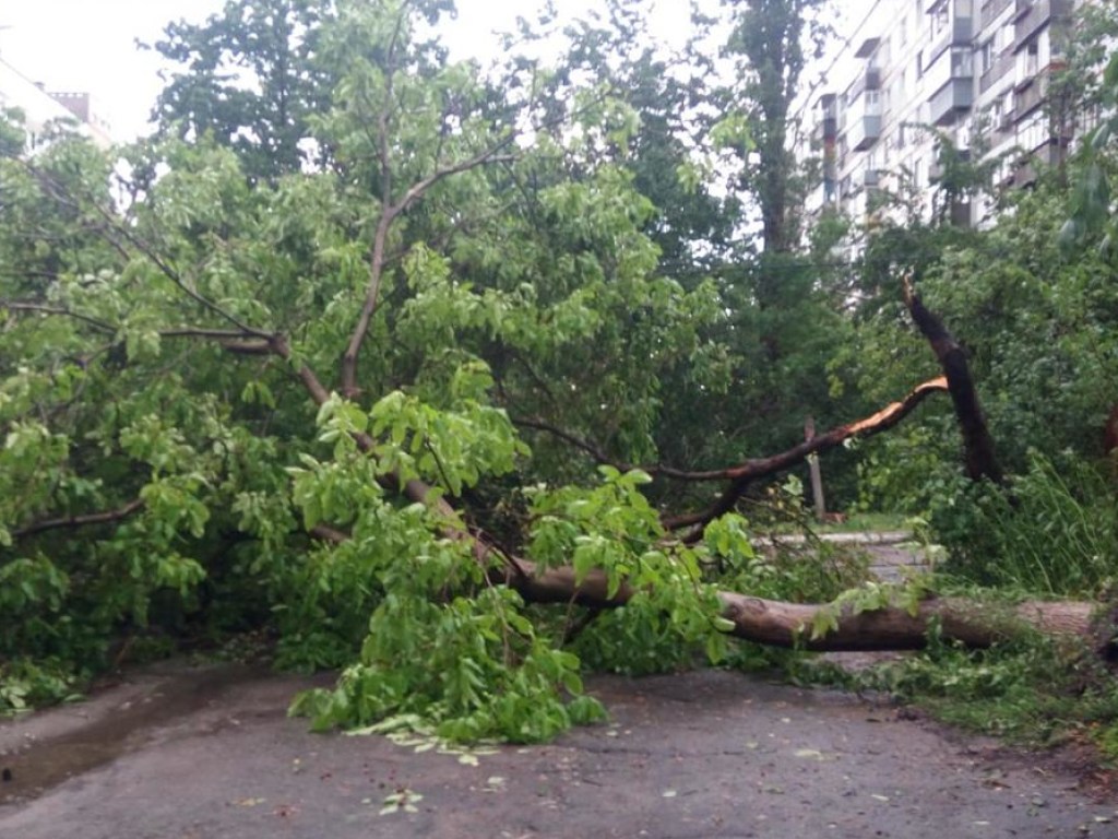 «Днепр накрыло страшным ураганом»:  мощнейший ливень порвал электропровода и повалил деревья  (ФОТО, ВИДЕО)