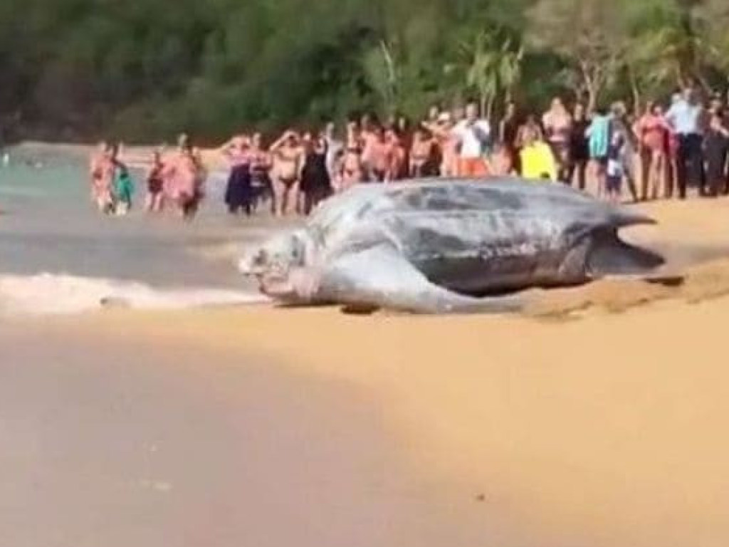 Огромная черепаха шокировала туристов на пляже (ФОТО, ВИДЕО)