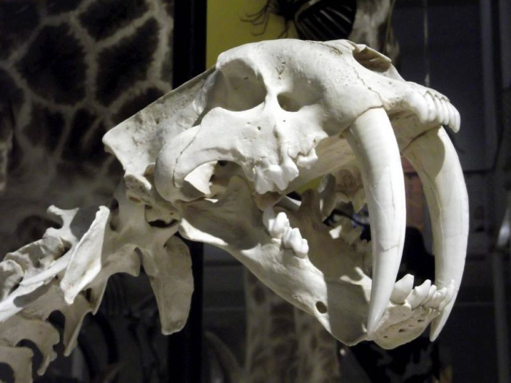 Ученые обнаружили в Чили челюсти древнейшего млекопитающего (ФОТО)