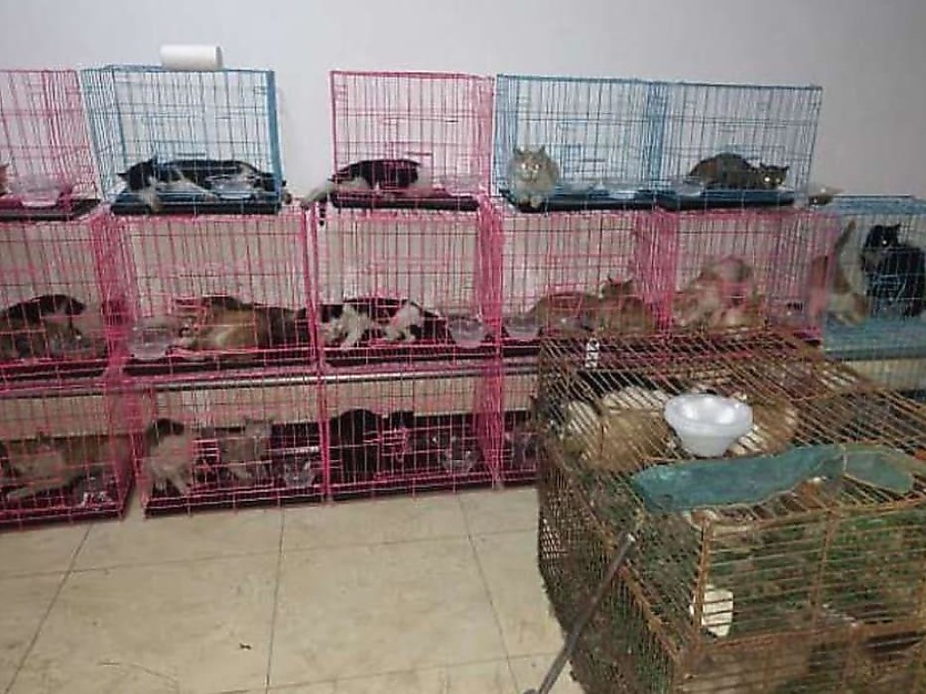 В Китае спасли сотни кошек, содержащихся в клетках в качестве деликатесов