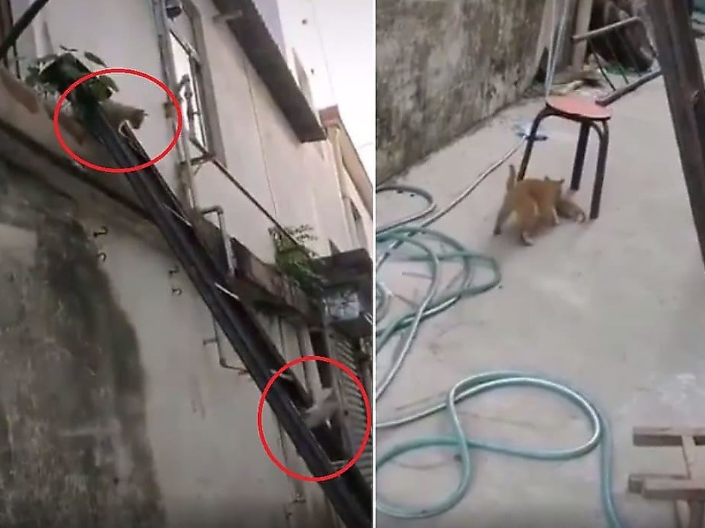 Горе-мать: Неаккуратная кошка спустила с лестницы своего детёныша (ВИДЕО)