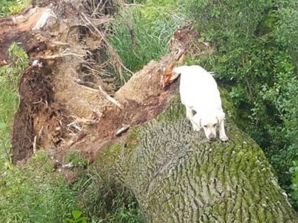 Погибла женщина: во Львовской области сильным ветром на дом свалило дуб (ВИДЕО)