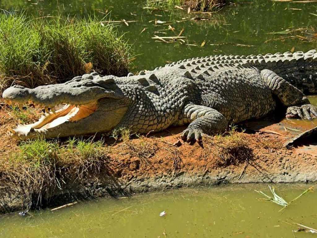 В Южной Корее ученые обнаружили двуногого предка всех крокодилов (ФОТО)