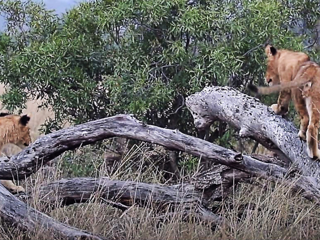 Любопытные львята устроили аттракцион на поваленном дереве (ФОТО, ВИДЕО)