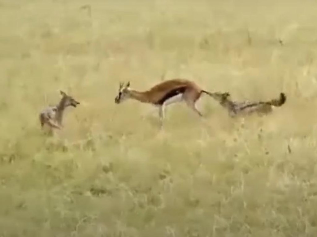 В диких условиях: молодая антилопа стала добычей двух шакалов (ФОТО, ВИДЕО)