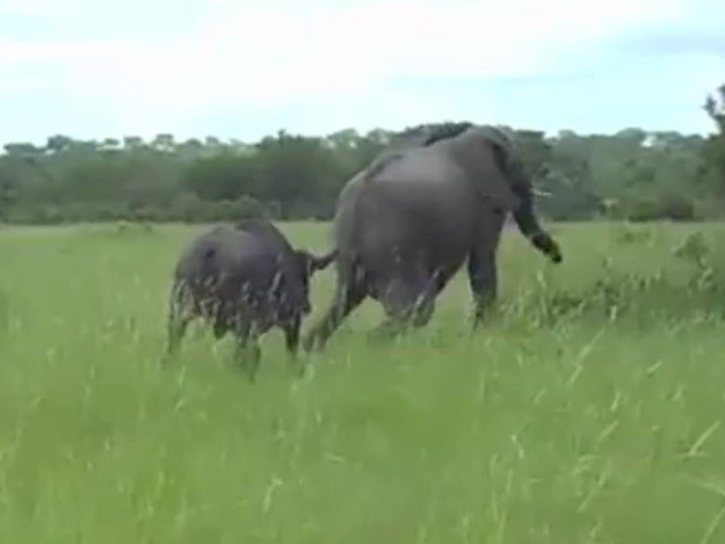 Буйвол прогнал наглого слона со своей поляны (ФОТО, ВИДЕО)