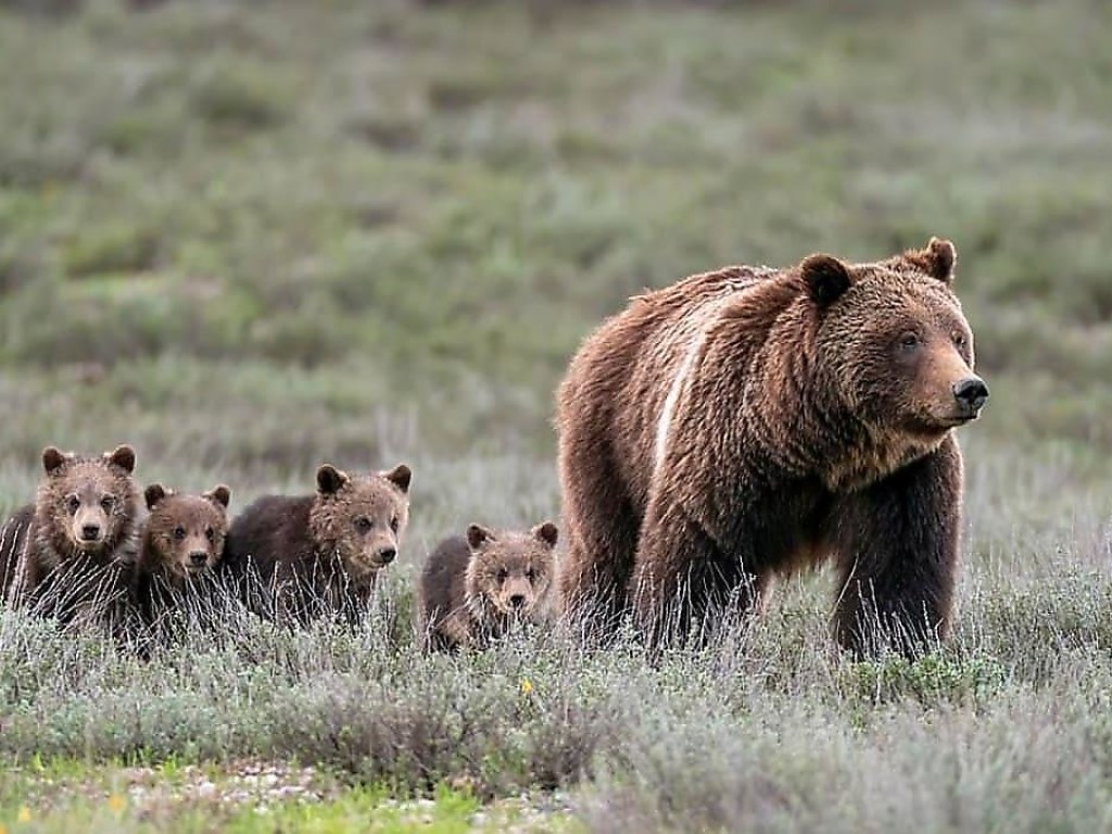 В американском заповеднике мама-медведица родила 17-го медвежонка (ФОТО, ВИДЕО)