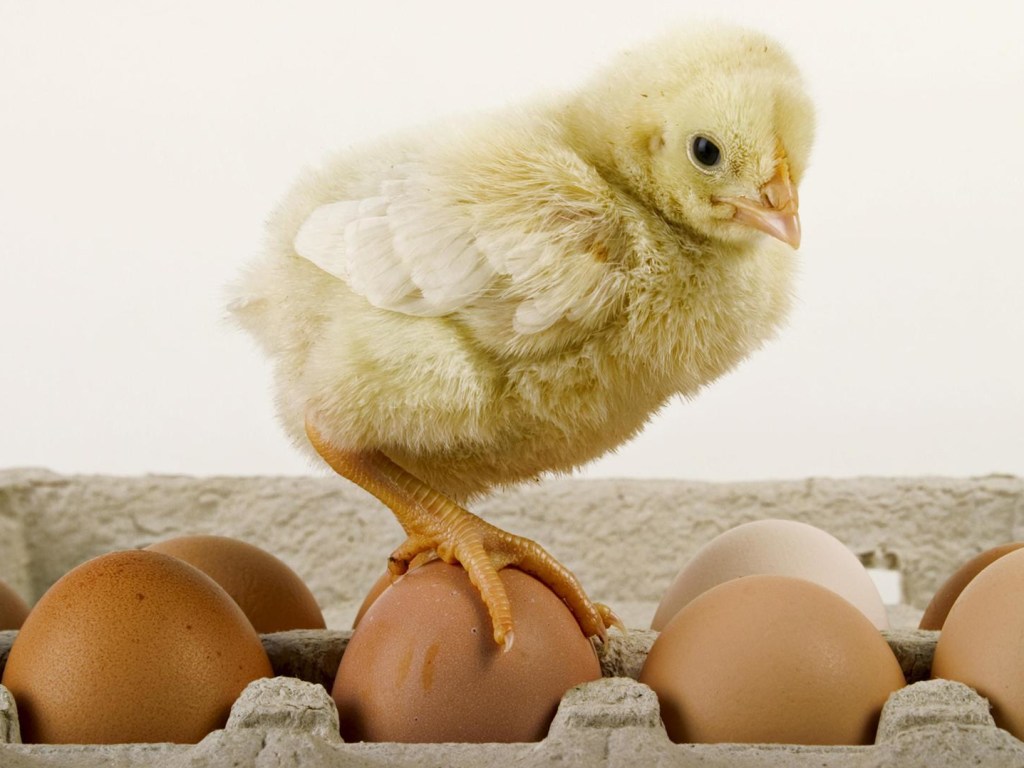 «Я думала, там цыпленок»: В яйцах из магазина нашли интересный сюрприз (ВИДЕО)
