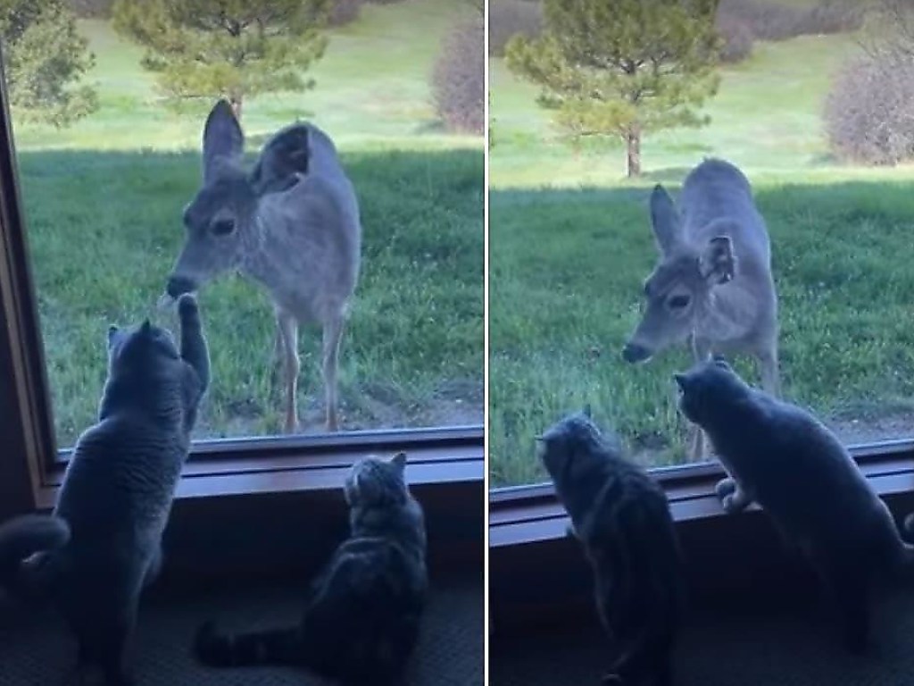 Кошка и олень подружились за стеклом (ВИДЕО)