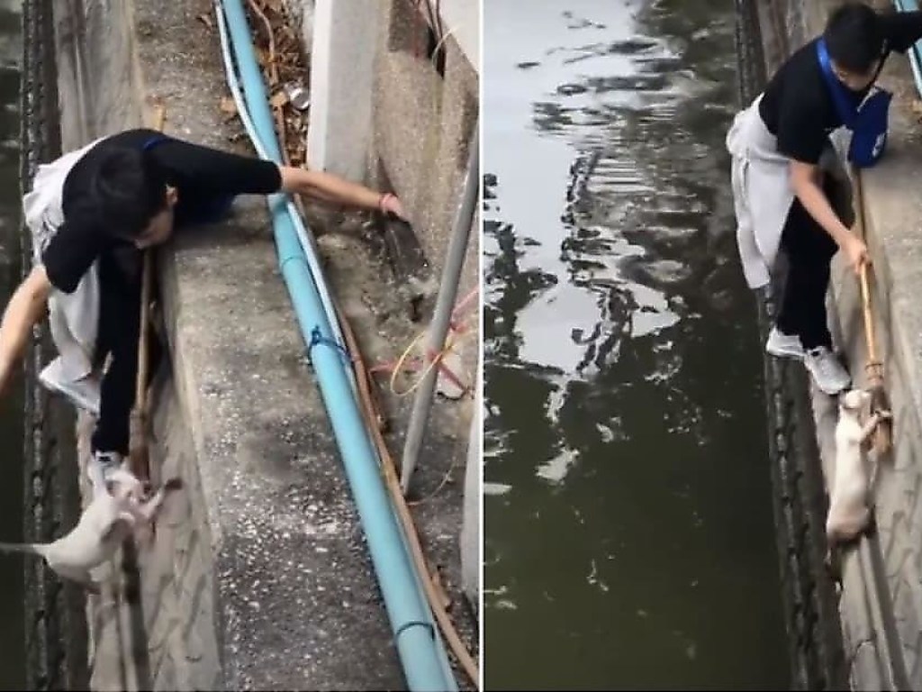 Бездомный кот оказал сопротивление во время спасения и свалился в водоем (ВИДЕО)